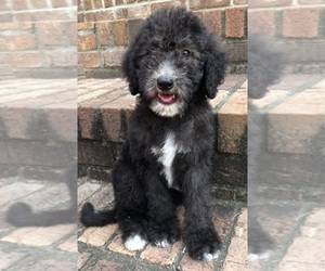 Goldendoodle Puppy for sale in MORGANTOWN, KY, USA