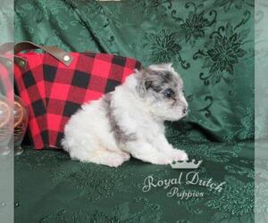Bichpoo Puppy for sale in LE MARS, IA, USA