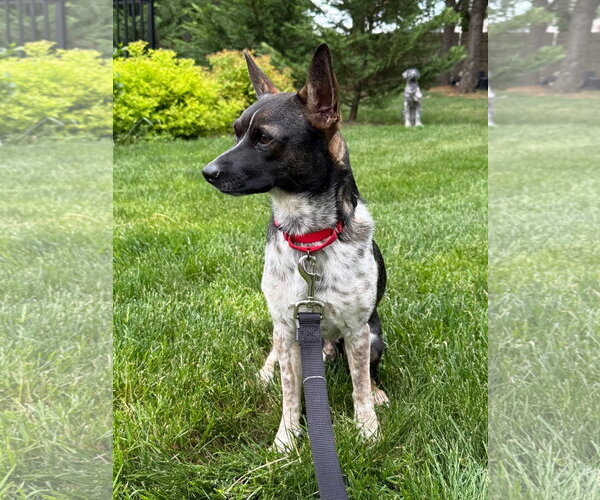 Medium Photo #1 Rat Terrier-Unknown Mix Puppy For Sale in Oakhurst, NJ, USA