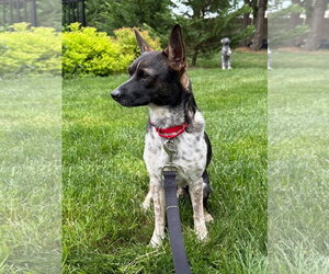 Rat Terrier-Unknown Mix Dogs for adoption in Oakhurst, NJ, USA