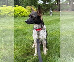 Small Rat Terrier Mix