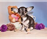 Puppy Egypt Chihuahua