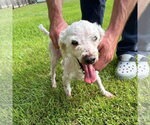 Small #4 Poodle (Miniature)