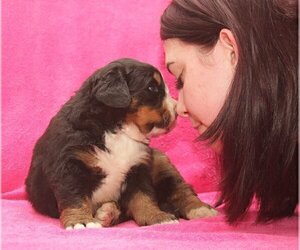 Bernese Mountain Dog Puppy for Sale in Hatvan, Heves Hungary