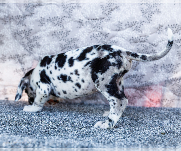 Medium Photo #15 Great Dane Puppy For Sale in WAKARUSA, IN, USA