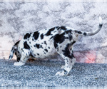 Small #2 Great Dane