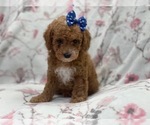 Small #9 Cavapoo