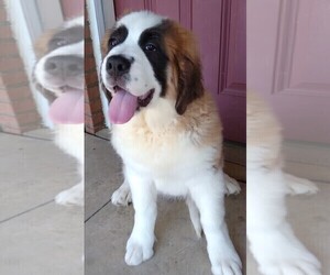 Saint Bernard Puppy for sale in FREDERICKSBURG, OH, USA