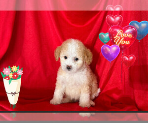 Maltipoo Puppy for sale in SAN FRANCISCO, CA, USA