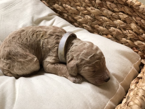 Medium Photo #1 Labradoodle-Poodle (Standard) Mix Puppy For Sale in ELK GROVE, CA, USA
