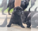 Small #2 Shepradors