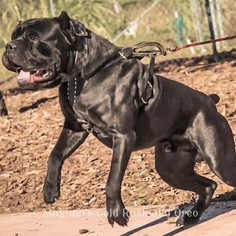 Father of the Cane Corso puppies born on 02/21/2017