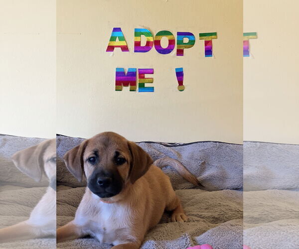 Medium Photo #3 Labrador Retriever-Unknown Mix Puppy For Sale in Crossville, AL, USA
