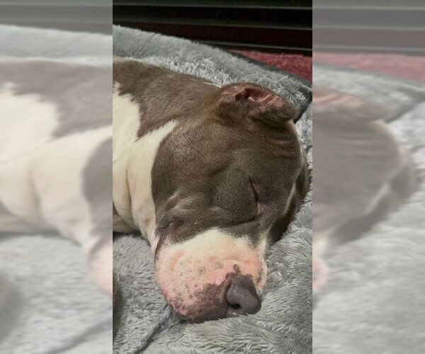 Medium Photo #4 American Pit Bull Terrier-Unknown Mix Puppy For Sale in Saegertown , PA, USA