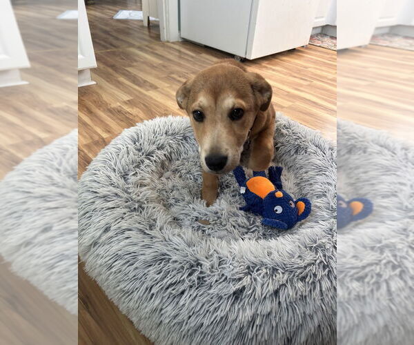 Medium Photo #10 Labrador Retriever-Unknown Mix Puppy For Sale in Oak Bluffs, MA, USA