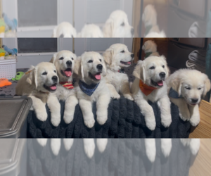 English Cream Golden Retriever Puppy for Sale in BISMARCK, North Dakota USA