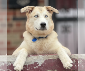 Huskies -Siberian Husky Mix Dogs for adoption in Brooklyn, NY, USA