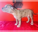 Small #4 American Bully