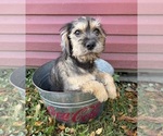 Tia - Female Schnoodle (Miniature) Puppy for Sale - Photo #3