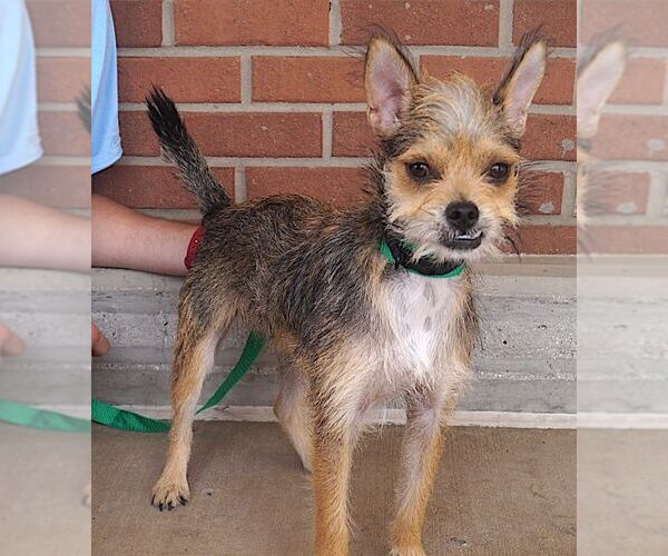 Medium Photo #2 Mutt Puppy For Sale in Carrollton, TX, USA