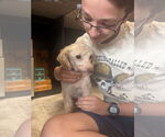 Small #3 Poodle (Miniature) Mix