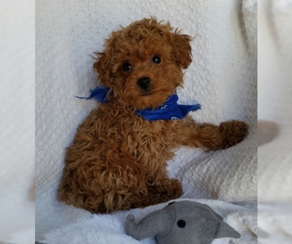 Medium Photo #3 Poodle (Toy) Puppy For Sale in BUFFALO, MO, USA