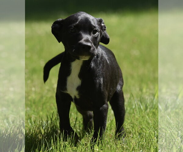 Medium Photo #11 Shepradors Puppy For Sale in Mechanicsburg, PA, USA