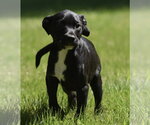 Small #10 Shepradors