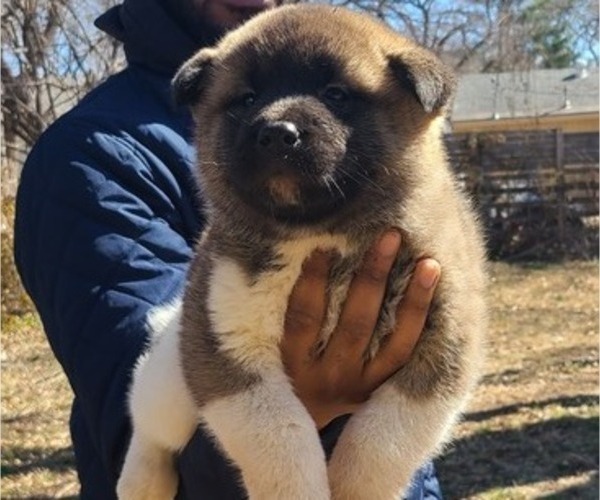 Medium Photo #2 Akita Puppy For Sale in KANSAS CITY, MO, USA