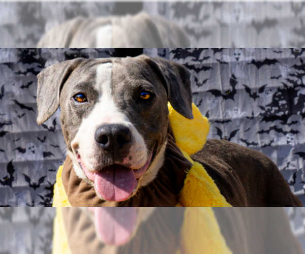 Medium Photo #5 Mutt Puppy For Sale in Abbeville, LA, USA