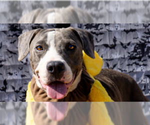 Gabriel - Male Mutt Dog for Adoption - Photo #5