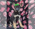 Small Photo #1 German Shepherd Dog Puppy For Sale in NEW PROVIDENCE, PA, USA