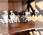 Small Maltipoo (Miniature)