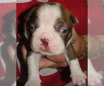 Puppy 1 Boston Terrier