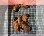 Small Photo #3 Soft Coated Wheaten Terrier Puppy For Sale in SAN DIEGO, CA, USA