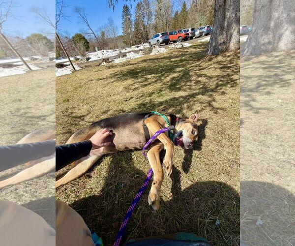 Medium Photo #4 Mutt Puppy For Sale in West Cornwall, CT, USA