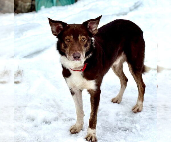 Medium Photo #9 Border Collie-Unknown Mix Puppy For Sale in Canton, CT, USA