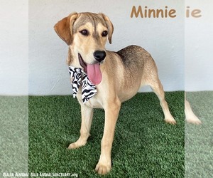 Labbe Dogs for adoption in San Diego, CA, USA