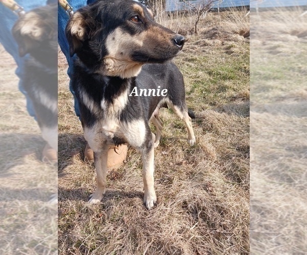 Medium Photo #1 English Cream Golden Retriever-Newfoundland Mix Puppy For Sale in SHEBOYGAN FALLS, WI, USA