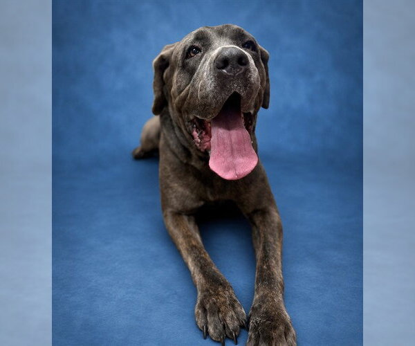 Medium Photo #1 Mutt Puppy For Sale in Westminster, MD, USA