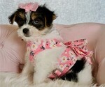 Small #3 Morkie