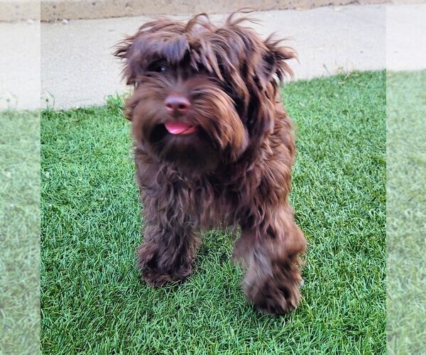 Medium Photo #3 Yorkipoo Puppy For Sale in LAKESIDE, CA, USA