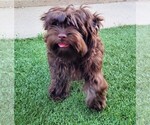 Small #2 Yorkipoo