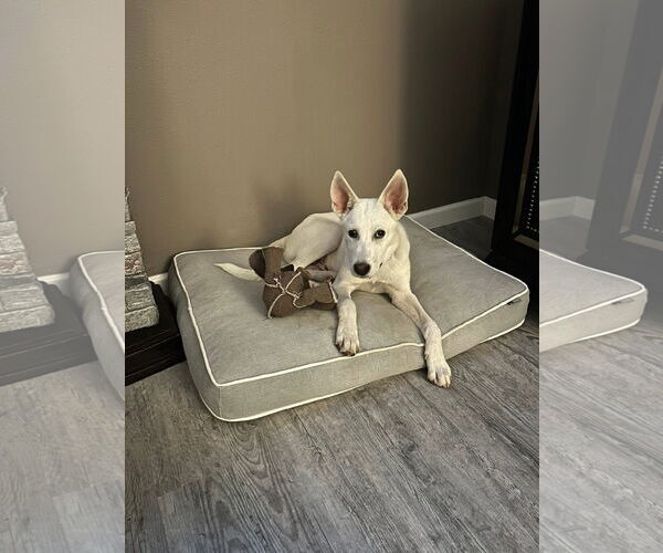 Medium Photo #1 Unknown-white german shepherd Mix Puppy For Sale in Hoffman Estates, IL, USA