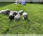 Small #2 Weimaraner