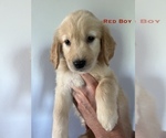 Small Photo #4 Golden Retriever Puppy For Sale in MALAGA, WA, USA