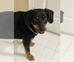 Small Photo #1 Miniature Pinscher-Unknown Mix Puppy For Sale in Herndon, VA, USA