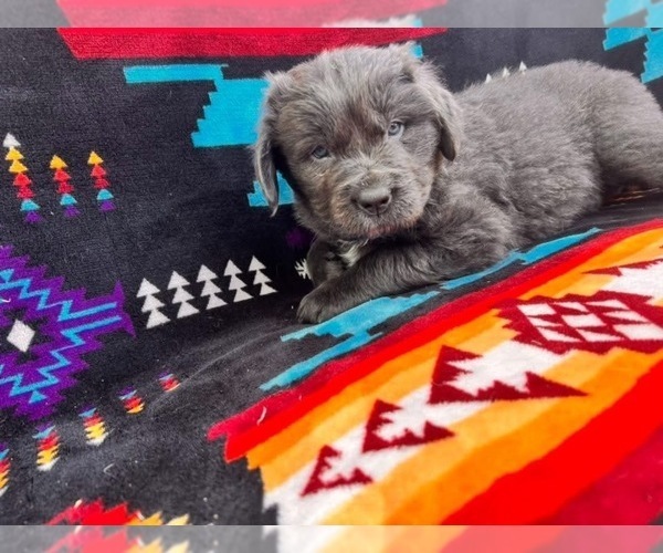 Medium Photo #5 Newfoundland Puppy For Sale in SPRAGUE, WA, USA