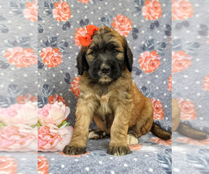 Saint Berdoodle Puppy for sale in PEACH BOTTOM, PA, USA