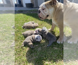 Mother of the Bulldog puppies born on 04/16/2023